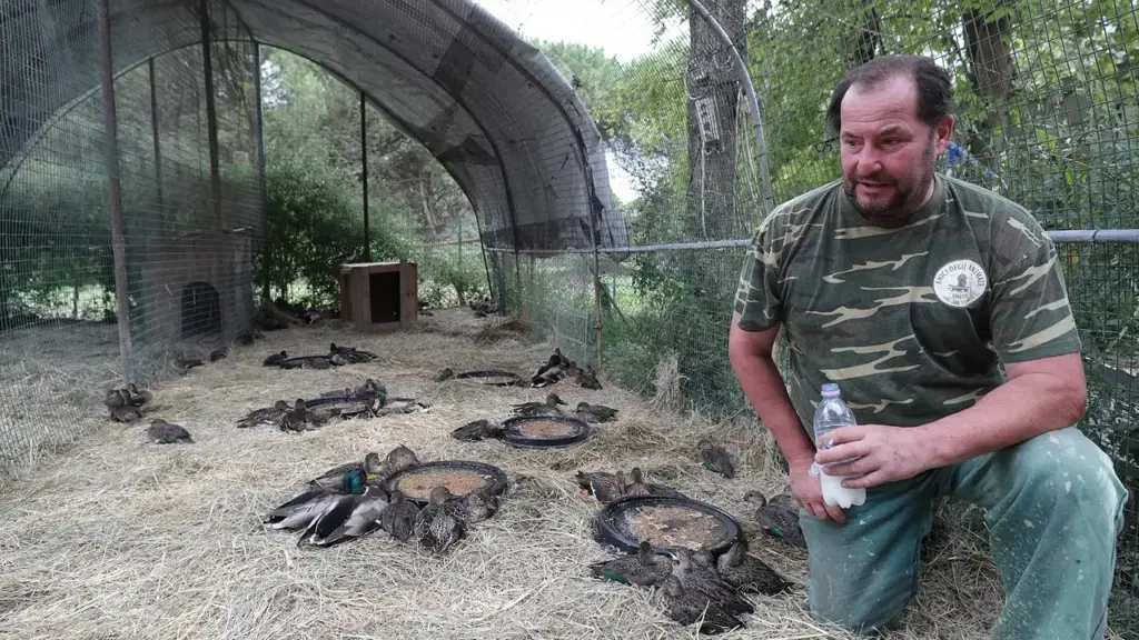 Ducks affected by botulism in the reed valley are treated with an antibiotic. Alberto Grandi on the front line (photo Zani)