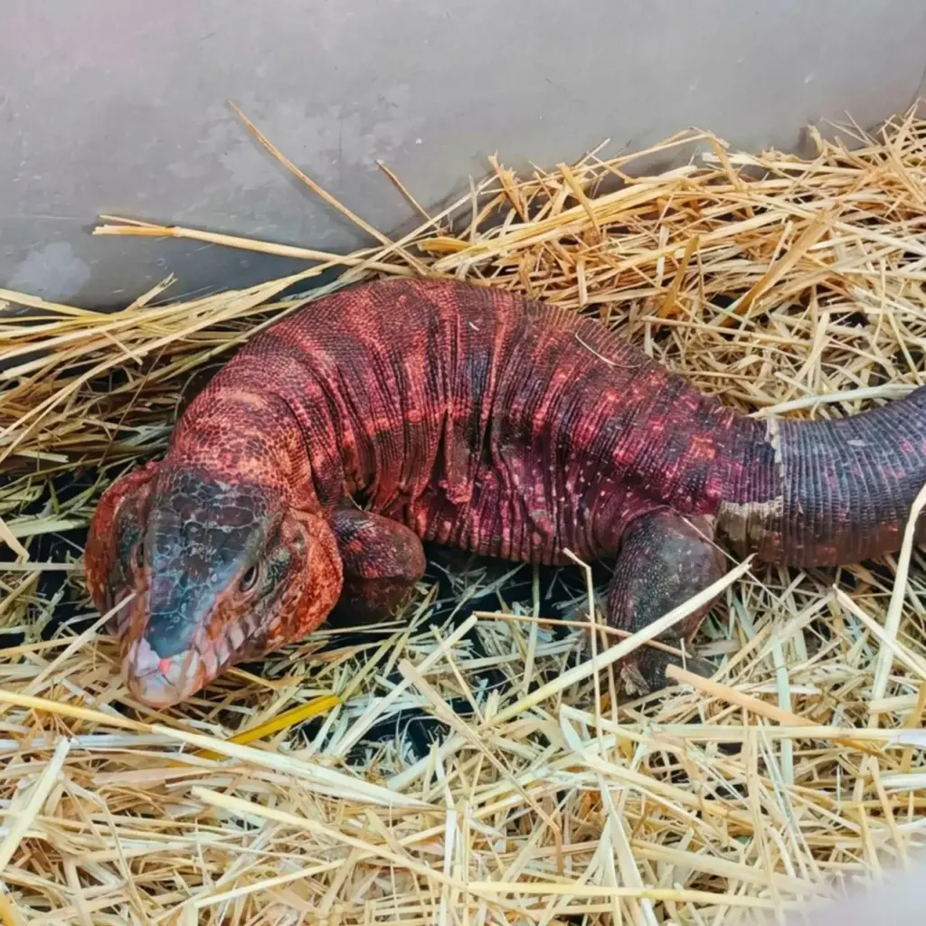 The Red Argentine Tegu specimen