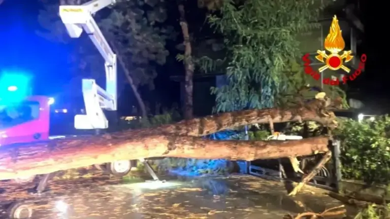 Trees fallen due to bad weather