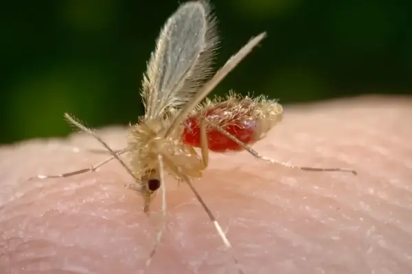 Virus “Toscana”: there is a case in Morrovalle: here's what it is and what the symptoms are