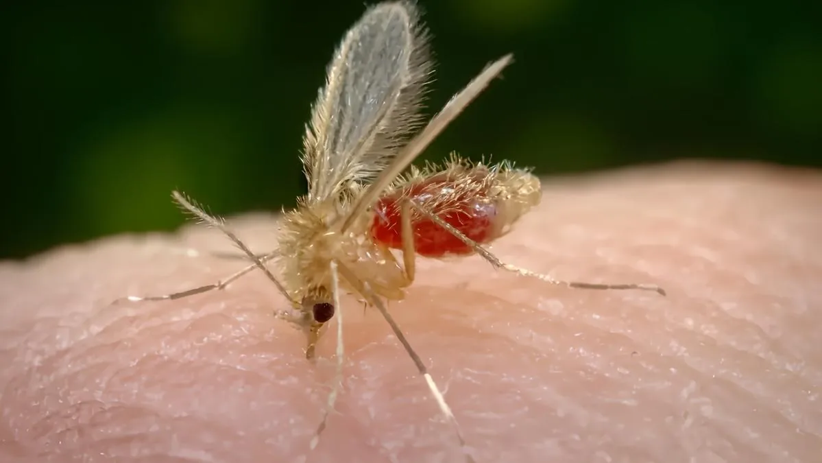 Virus “Toscana”: there is a case in Morrovalle: here's what it is and what the symptoms are