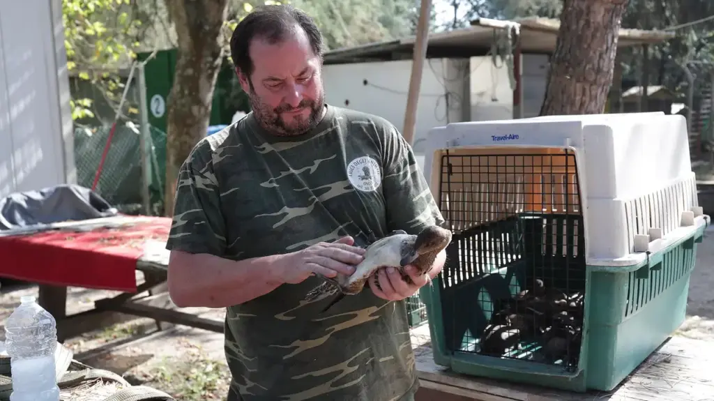 Alberto Grandi, 63 years old. He saved 400 ducks from botulism in 2019