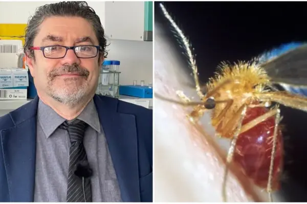 "Toscana Virus", what it is and how it is transmitted: the expert speaks. "Mild symptoms, but in some cases it can cause men