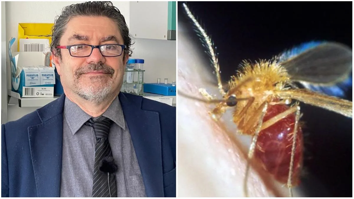 "Toscana Virus", what it is and how it is transmitted: the expert speaks. "Mild symptoms, but in some cases it can cause men