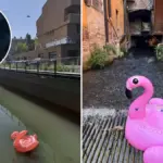 Invasion of flamingos (inflatable) in the canals of Bologna, viral photos on social media: prank or gesture of