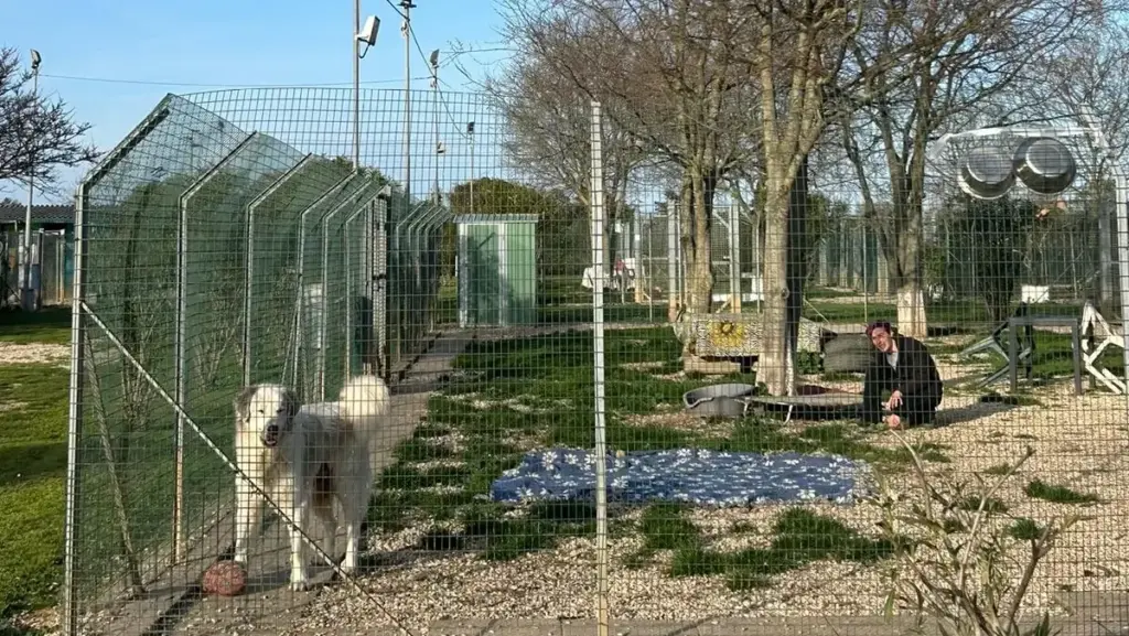 Le criticità riguarderebbero lo spazio ridotto e le condizioni igieniche dell’area in cui erano custoditi i cani