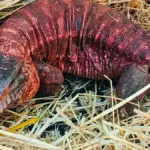Captured the large lizard that was wandering in the park: it's a Red Argentine Tegu