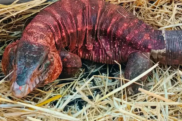 Captured the large lizard that was wandering in the park: it's a Red Argentine Tegu