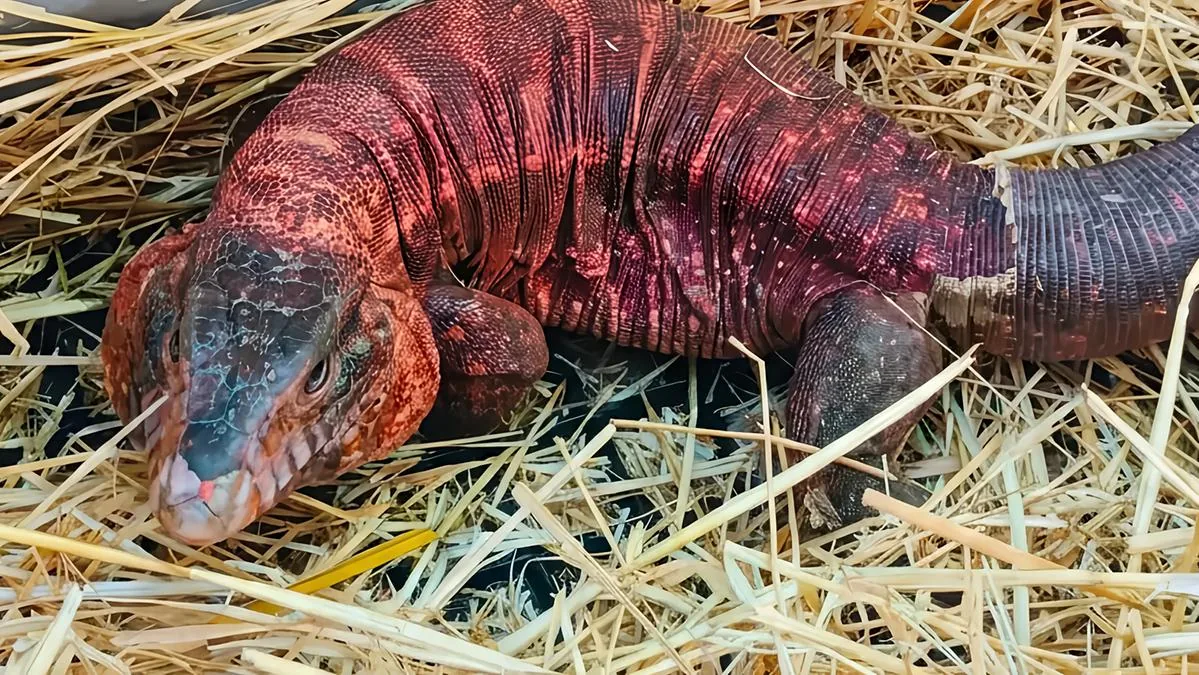 Captured the large lizard that was wandering in the park: it's a Red Argentine Tegu