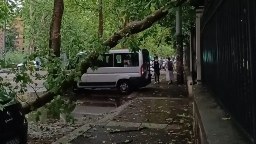 A tree fallen on Via Irnerio