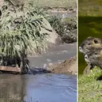 Canalbianco, down the embankment. Killed 60,000 coypus: "The .22 caliber is effective"