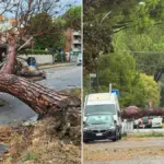 Cloudburst in Forlì, wind at 110 km per hour: fallen trees and closed roads. Blackout in a house with disabled people, of