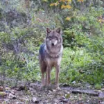 Wolf spotted in Riccione, alarm triggered: the Municipality orders the closure of 3 city parks