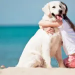 Mandatory license for dog owners, bill proposed in Marche: what are the key points