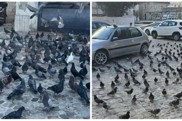 The invasion of pigeons and the anger of residents, here’s what is happening in Ascoli: “Intervene”