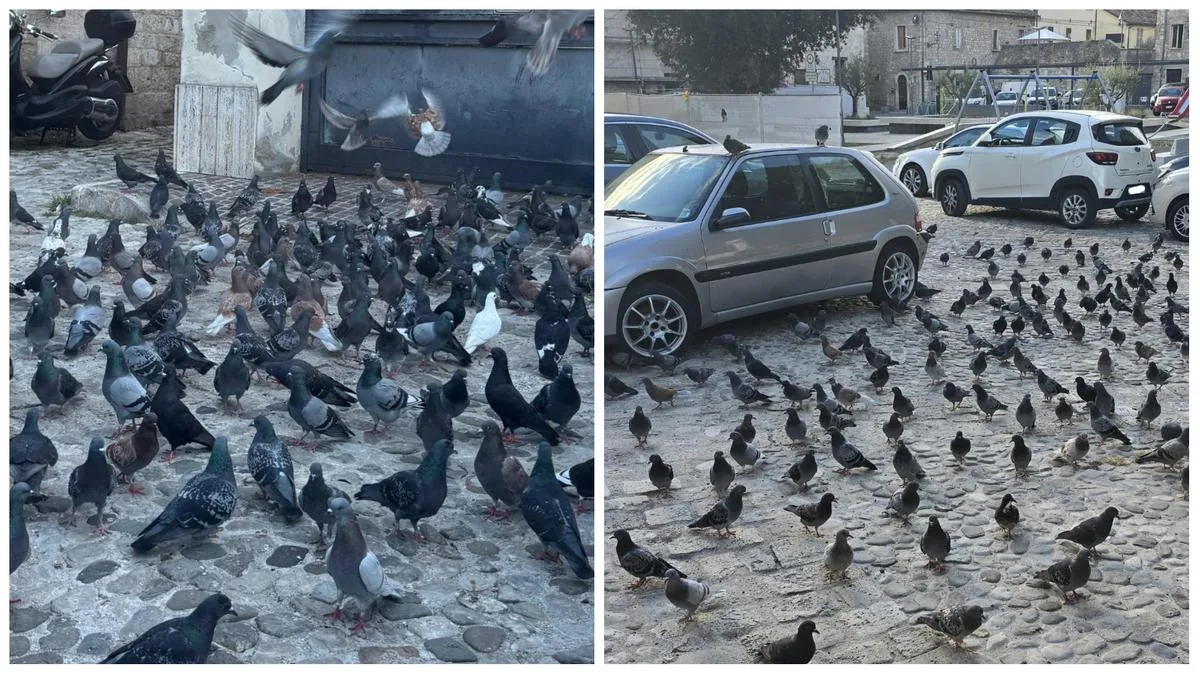 The invasion of pigeons and the anger of residents, here’s what is happening in Ascoli: “Intervene”
