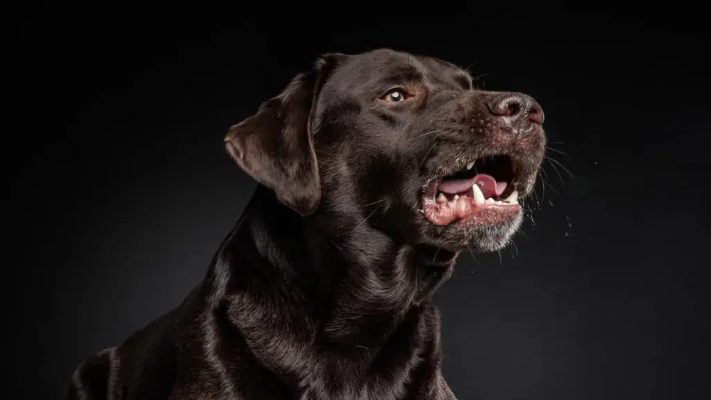 Accerchiano una donna per strapparle la collanina: il cane la difende, poi scatta l’aggressione con lo spray
