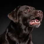 Accerchiano una donna per strapparle la collanina: il cane la difende, poi scatta l’aggressione con lo spray