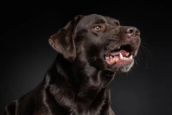 Accerchiano una donna per strapparle la collanina: il cane la difende, poi scatta l’aggressione con lo spray