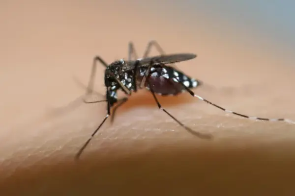 Infected with Dengue after a trip to Asia: disinfections begin in the affected streets