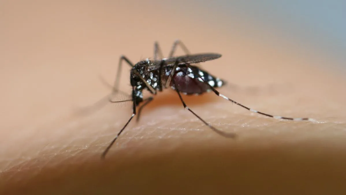 Infected with Dengue after a trip to Asia: disinfections begin in the affected streets