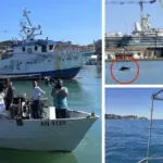 Dolphin show at the port during mini-cruises on fishing boats: towards the Sea Festival