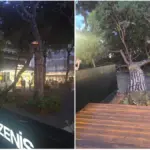 Riccione, a pine tree collapses on Viale Ceccarini and knocks down a streetlight: fear among passersby